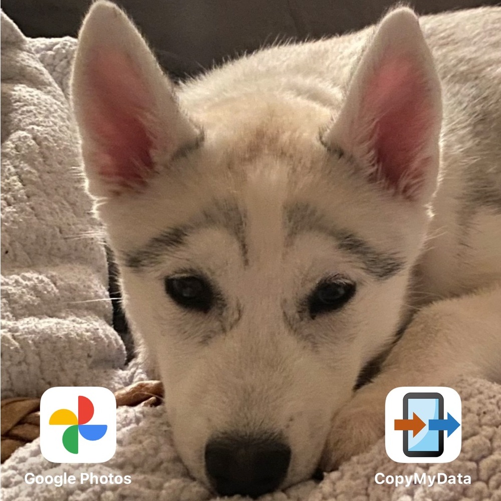 Plush Cream and Gray Dog Blanket